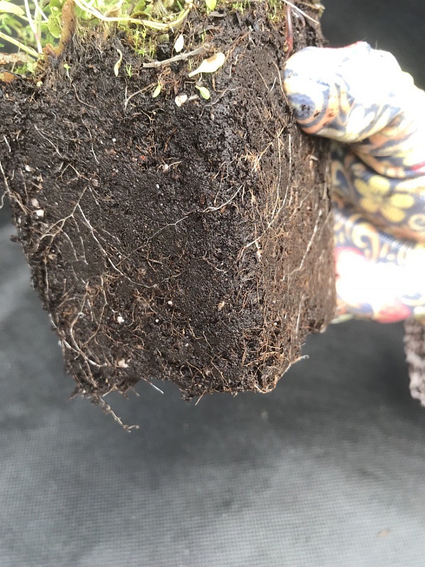 Арабис Фердинанда Корубского 1 шт Р9